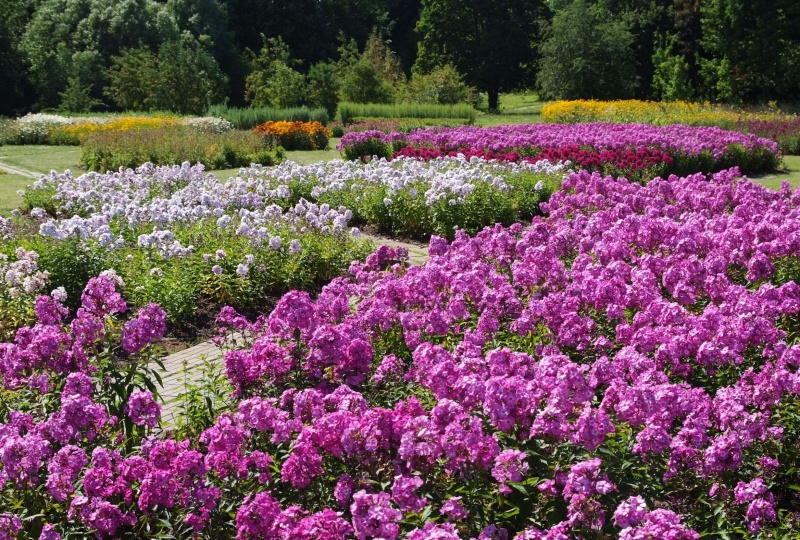 Vaizdas:Flioksų laukas...Kauno BS 615.jpg
