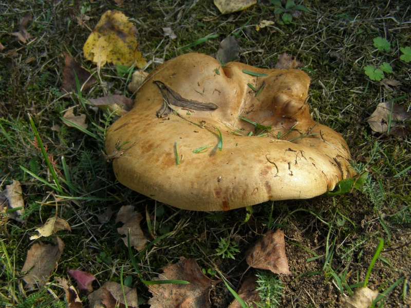 Vaizdas:Paalksnys 23.jpg