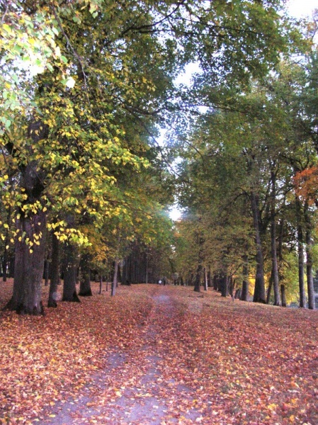 Vaizdas:RUDUO PAKRUOJO DVARO PARKE 528.jpg