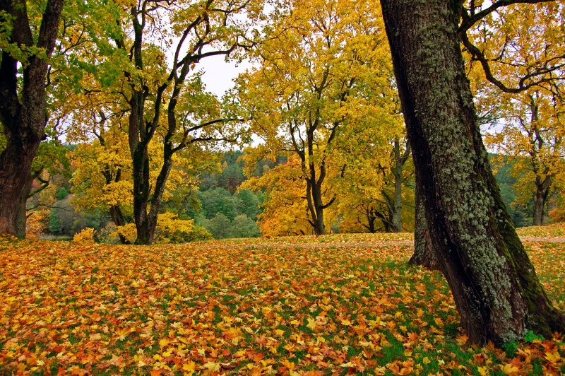 Vaizdas:Rudens grožybės 478.jpg