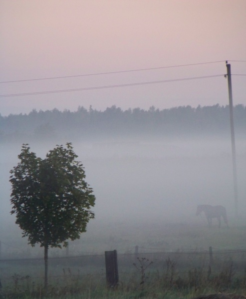 Vaizdas:Pasiklydęs rūke 428.jpg