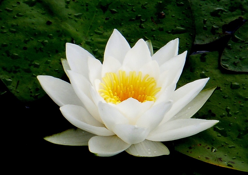Vaizdas:Palaima 486.jpg