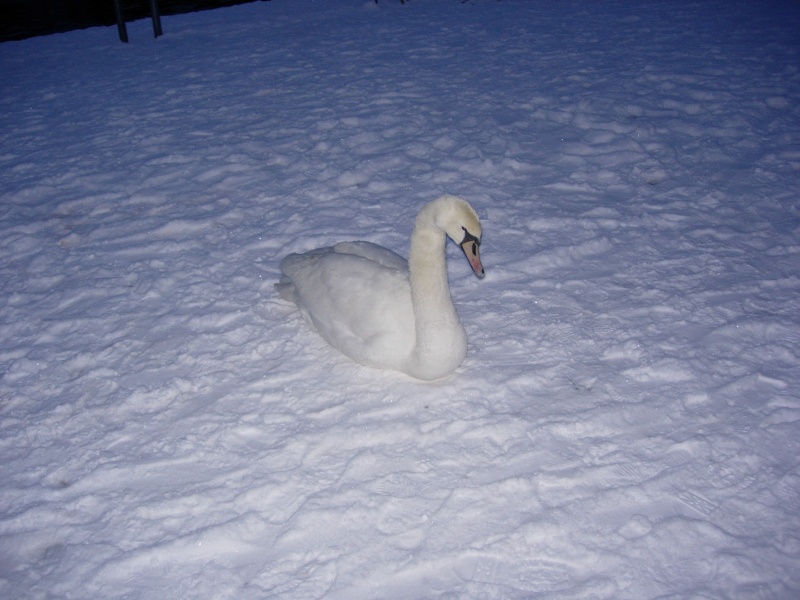 Vaizdas:Pavasario belaukiant 2 721.jpg