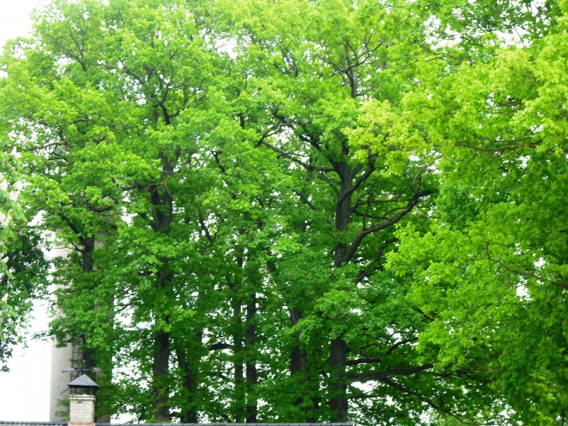 Vaizdas:Parkas 453.jpg