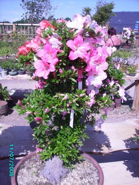 Vaizdas:Bonsai2 563.jpg