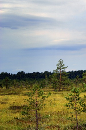 Vaizdelis valstybiniame Kamanų rezervate