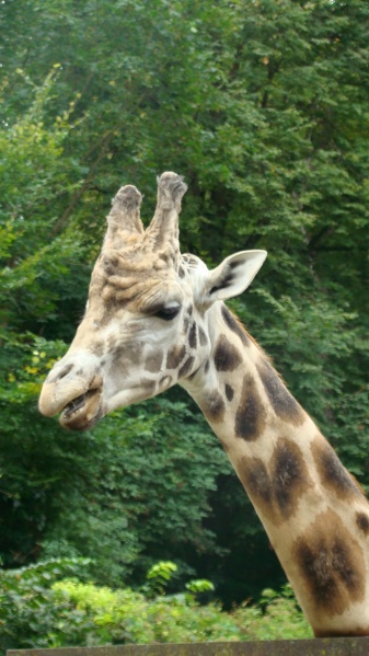 Vaizdas:ŽIRAFA. KAUNO ZOOLOGIJOS SODO GYVENTOJA. 520.jpg