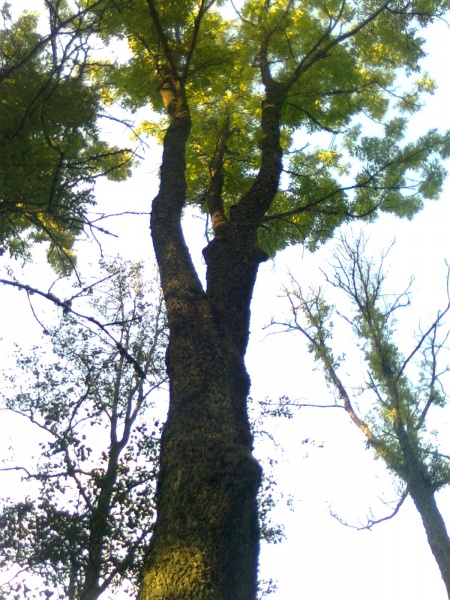Vaizdas:Medis ^ ^ 829.jpg