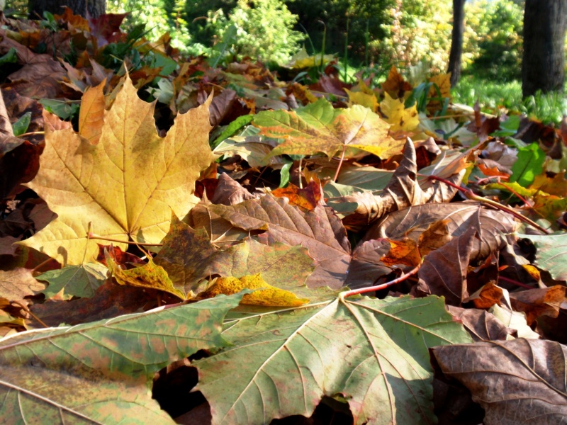 Vaizdas:Rudens paklotas 334.jpg