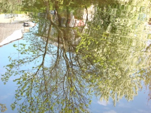 Žydėjimas