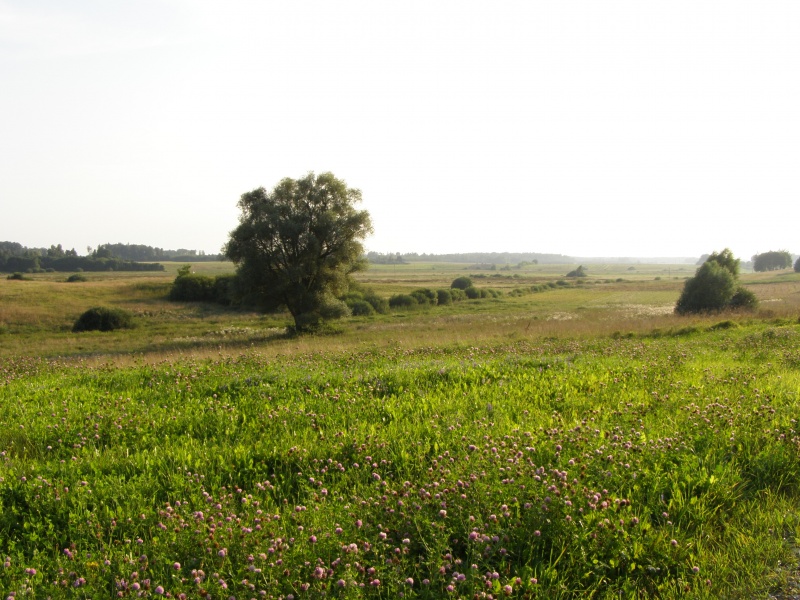 Vaizdas:Dobilo širdy 700.jpg