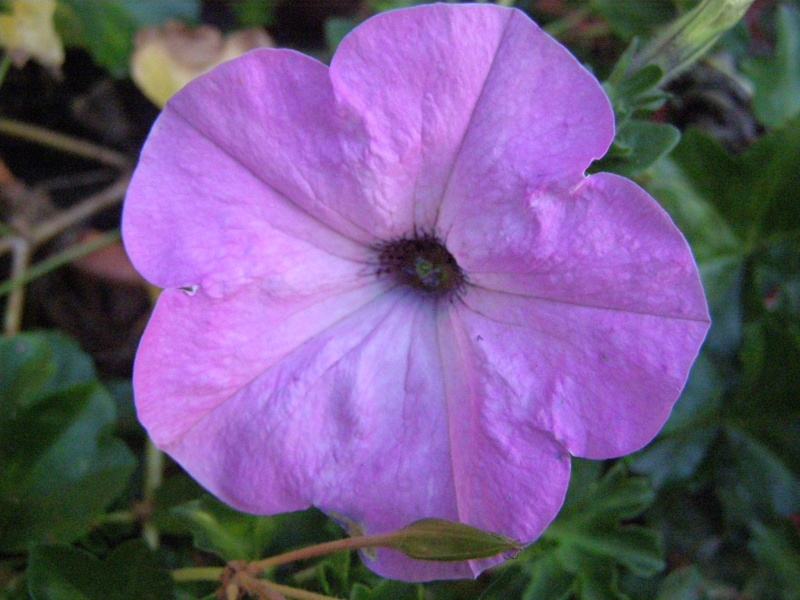Vaizdas:Violetine sulfinija 963.jpg