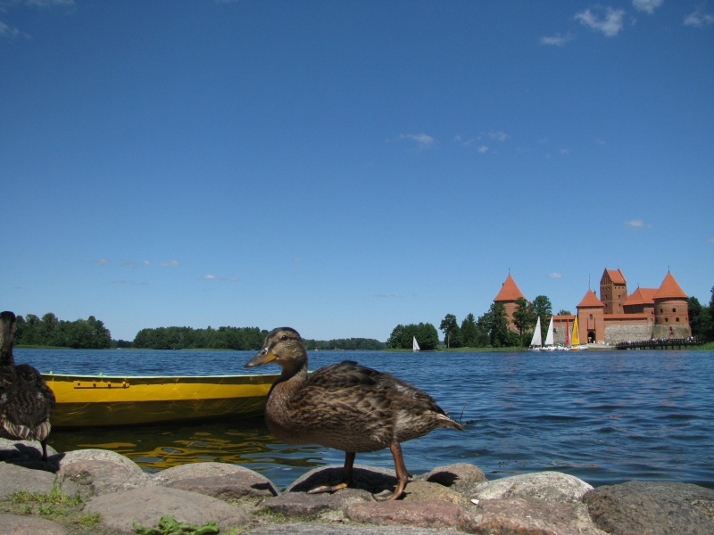 Vaizdas:Aplankyk Trakų pilį 333.jpg