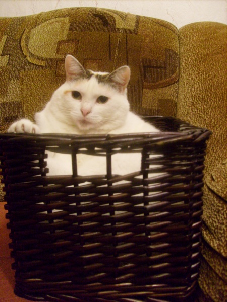 Vaizdas:Pincė 743.jpg