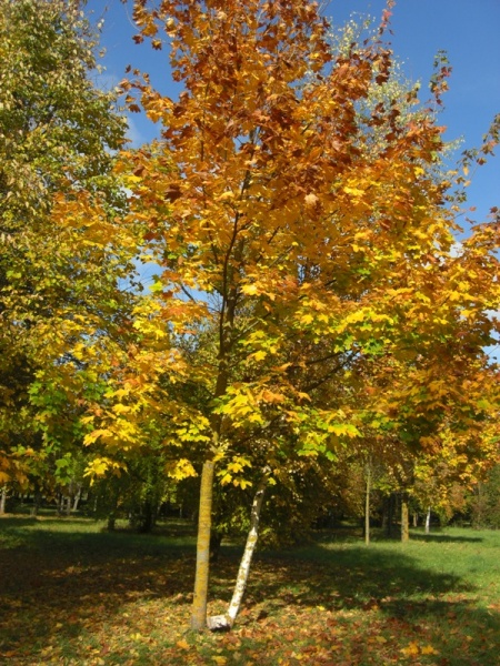 Vaizdas:Saulės šokis 976.jpg