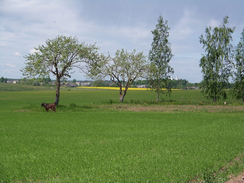 Vaizdas:Subačiaus apylinkių laukuose 920.jpg