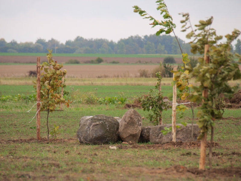Vaizdas:Dapšionių ąžuolyno sodinimas 604.jpg