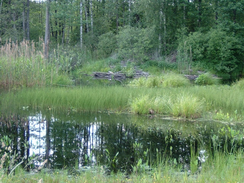 Vaizdas:Bebrynas 66.jpg