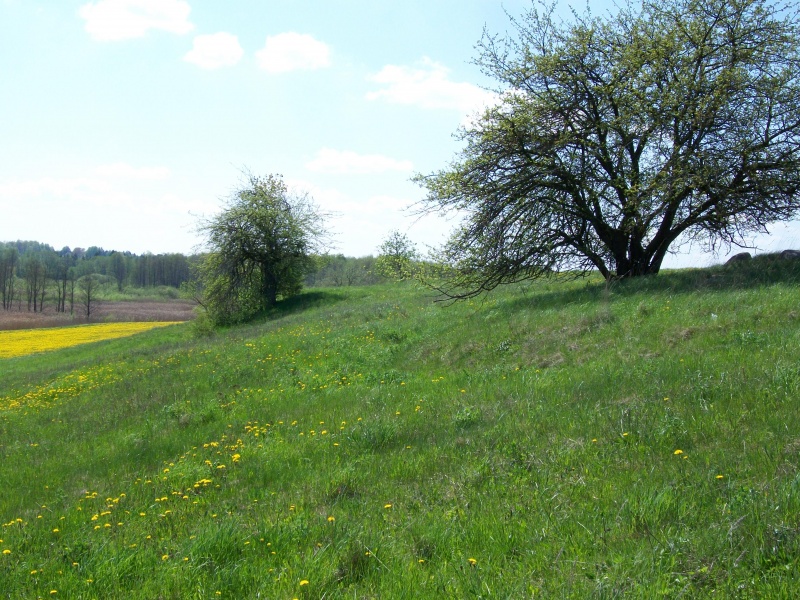 Vaizdas:Nodiejiškių įkalnės laukinės obelys.jpg