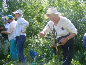 Beržinė šluota