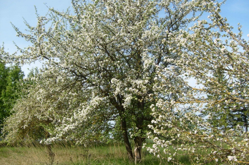 Vaizdas:Žydinti obelis Marcės Katiliūtės sodyboje 161.jpg