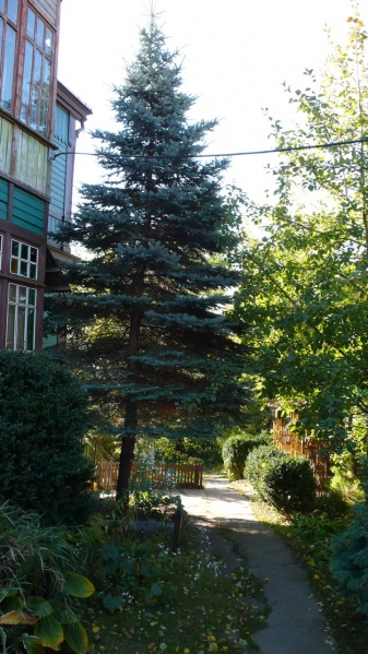 Vaizdas:Pilaite 516.jpg