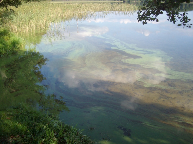 Vaizdas:Debesų šokis ant Viešintų ežero bangų 561.jpg