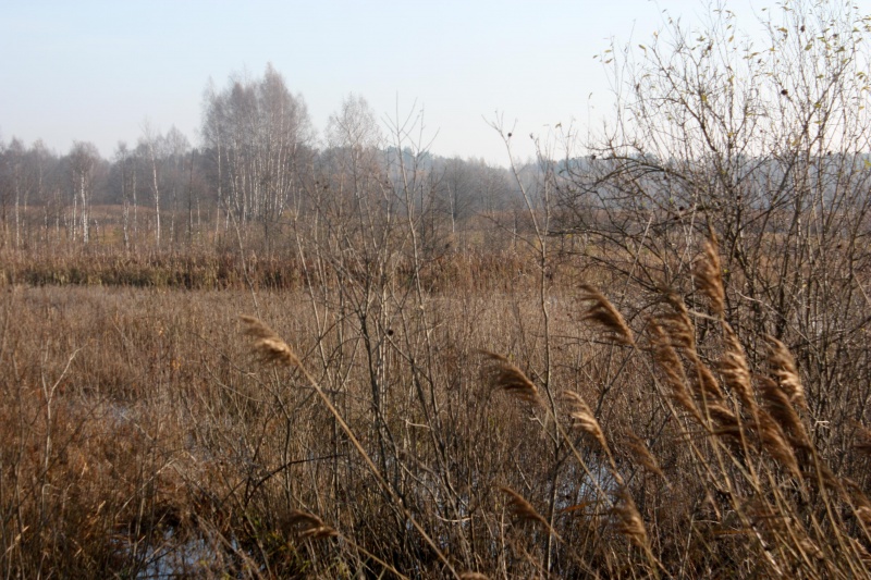 Vaizdas:Pelkė 411.jpg