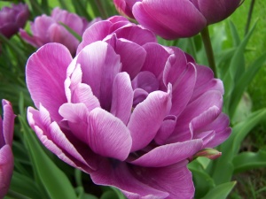 Tulpė