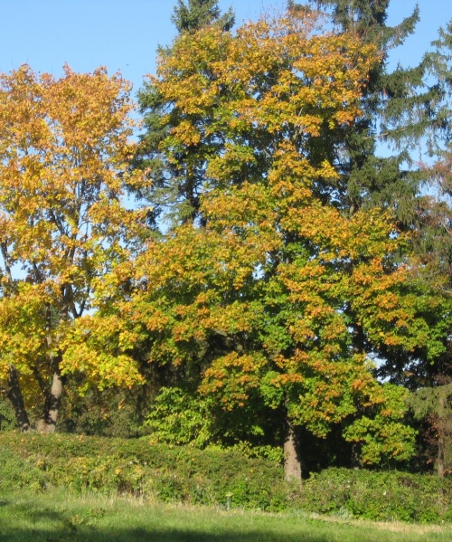 Vaizdas:Rudens grožis 186.jpg
