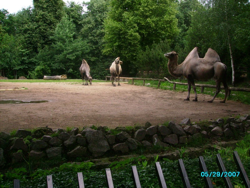 Vaizdas:Kupranugariai 836.jpg