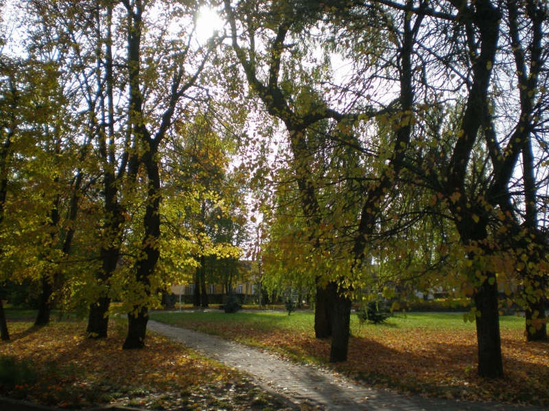Vaizdas:Saulė liepų alėjoje 489.jpg