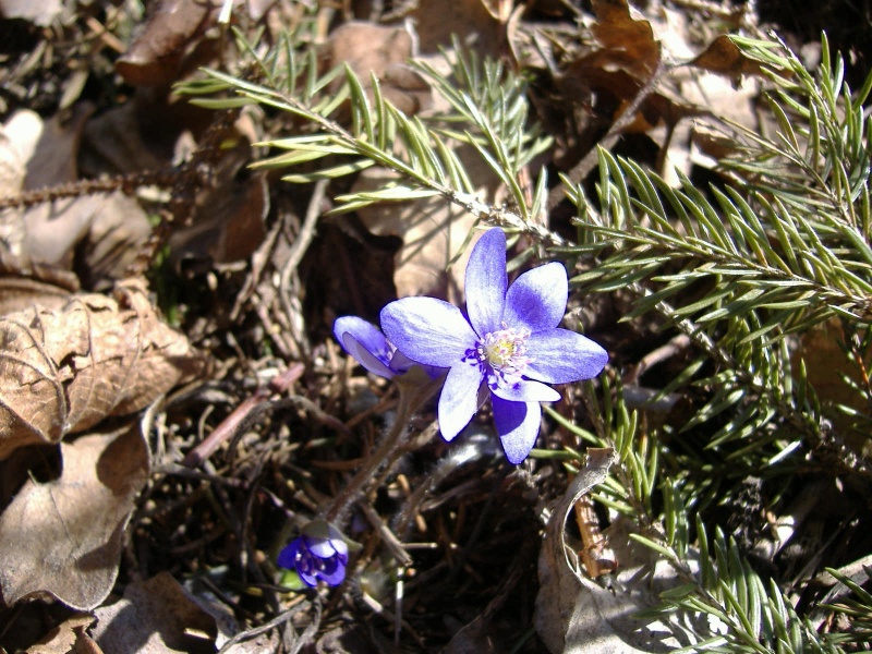 Vaizdas:2006 pavasaris 827.jpg
