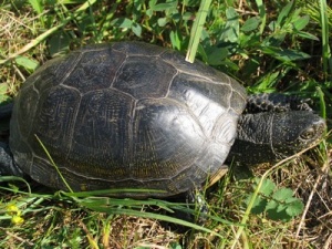 Balinis vėžlys